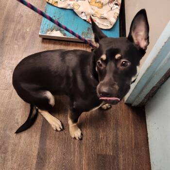 Spring Roll -  Doberman Pinscher and Black Labrador Retriever Dog for Adoption in St. Louis, Missouri - Spring Roll | PetCurious