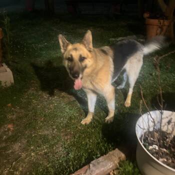 German Shepherd Dog Dogs Available for Adoption - Ozzy | PetCurious