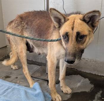 Rescue German Shepherd Dog Dogs for Adoption in Camarillo, California - A872394 | PetCurious