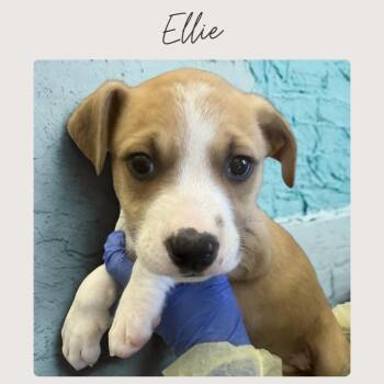 ELLIE -  Boxer and Mixed Breed Dog for Adoption in San Juan Capistrano, California - ELLIE | PetCurious