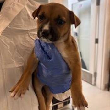 Rainbow -  Pit Bull Terrier and Mixed Breed Dog for Adoption in Los Angeles, California - Rainbow | PetCurious