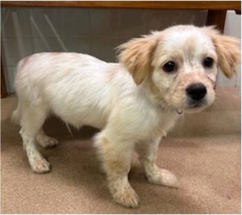 Ben -  Spaniel and Terrier Dog for Adoption in Bloomfield, Connecticut - Ben | PetCurious