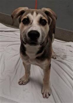 German Shepherd Dog and Mixed Breed Dogs Available for Adoption in Las Vegas, Nevada - HERBIE | PetCurious