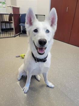 NYMIRA -  Siberian Husky and Mixed Breed Dog Available for Adoption in Fort Wayne, Indiana - NYMIRA | PetCurious