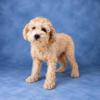Piper -  Poodle Dog for Adoption in Heber Springs, Arkansas - Piper | PetCurious