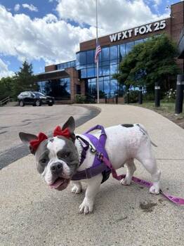 American Bulldog and English Bulldog Dogs Available for Adoption in Brewster, Massachusetts - CHERRY | PetCurious