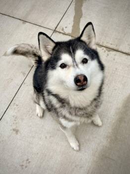 Colby -  Pomsky Dog for Adoption in Kalamazoo, Michigan - Colby | PetCurious