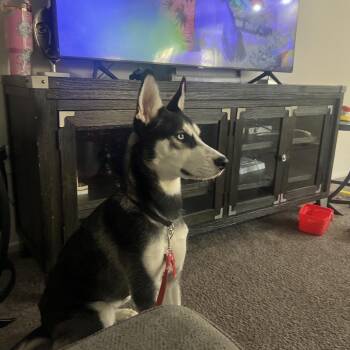 Skye -  Siberian Husky Dog for Adoption in Las Vegas, Nevada - Skye | PetCurious