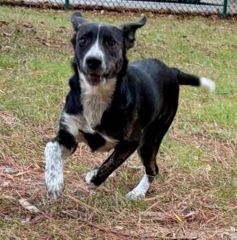 Sparkle -  Shepherd Dog for Adoption in Little Rock, Arkansas - Sparkle | PetCurious