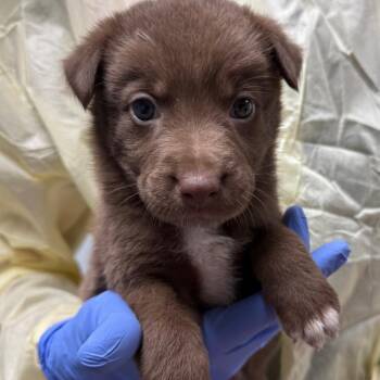 Bombay -  Mixed Breed and Border Collie Dog for Adoption in Salt Lake City, Utah - Bombay | PetCurious