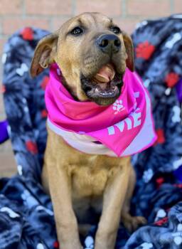 Rescue Labrador Retriever and Pit Bull Terrier Dogs for Adoption - SARAFINA….”MISS CONGENIALITY”!!!!! | PetCurious