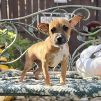 Ginger -  Chihuahua and Terrier Dog for Adoption in Fairfield, Connecticut - Ginger | PetCurious