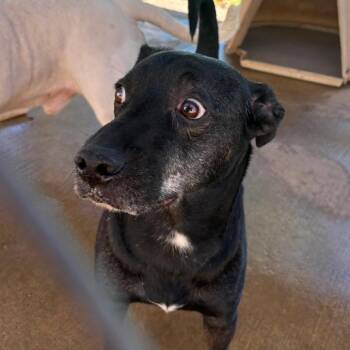 Hero -  Mixed Breed Dog for Adoption in Huntington, West Virginia - Hero | PetCurious