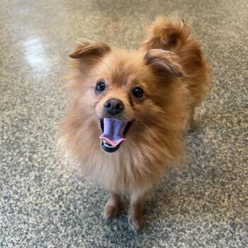 Gemini -  Pomeranian and Mixed Breed Dog for Adoption in Falls Church, Virginia - Gemini | PetCurious