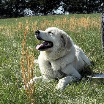 Ivory -  Great Pyrenees Dog for Adoption in Lyndhurst, Virginia - Ivory | PetCurious