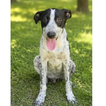Cooper -  Australian Cattle Dog Blue Heeler and Bluetick Coonhound Dog for Adoption in Boulder, Colorado - Cooper | PetCurious