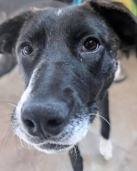 Mixed Breed Dogs Available for Adoption in Winnipeg, Manitoba - Shyla | PetCurious