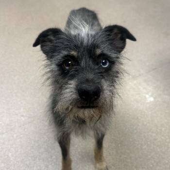 Ricky A5790295 -  Terrier Dog for Adoption in Los Angeles, California - Ricky A5790295 | PetCurious