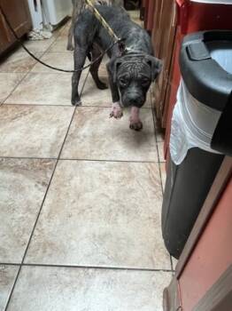 Rescue Mixed Breed Dogs for Adoption in Cincinnati, Ohio - Toddy | PetCurious