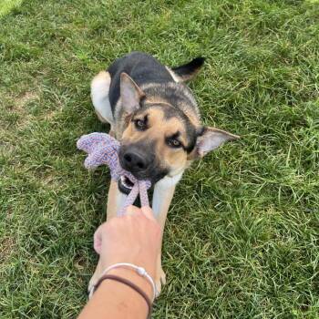 Thunder -  German Shepherd Dog Dog for Adoption in Harrisonburg, Virginia - Thunder | PetCurious