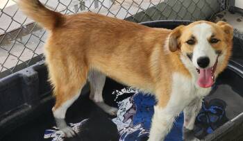 Kandarian -  Australian Shepherd and Retriever Dog for Adoption in Fort Lupton, Colorado - Kandarian | PetCurious