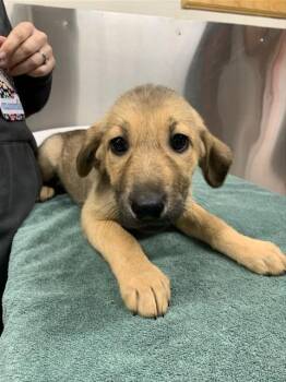 Husky Dogs Available for Adoption - PIKA | PetCurious