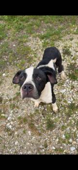 Ronin -  Pit Bull Terrier Dog for Adoption in Winchester, Indiana - Ronin | PetCurious