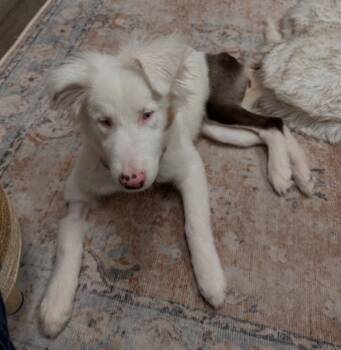 Australian Shepherd Dogs Available for Adoption in Dalworthington Gardens, Texas - Carrots (DM) (FHO) | PetCurious
