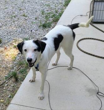 Marty -  Border Collie Dog for Adoption in Hilham, Tennessee - Marty | PetCurious