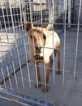 Mixed Breed Dogs Available for Adoption - Sia | PetCurious