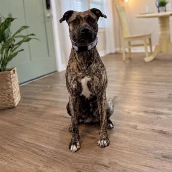 Wren Wonderful the Brindle Cuddle Bug -  Pit Bull Terrier and Plott Hound Dog for Adoption in Friendswood, Texas - Wren Wonderful The Brindle Cuddle Bug | PetCurious