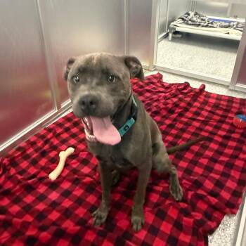 Theo -  Mixed Breed Dog for Adoption in Mentor, Ohio - Theo | PetCurious
