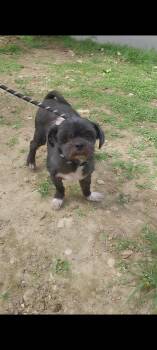 Shih Tzu Dogs Available for Adoption - Jax | PetCurious