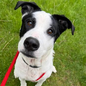 Lily -  Mixed Breed Dog for Adoption in Walker, Michigan - Lily | PetCurious