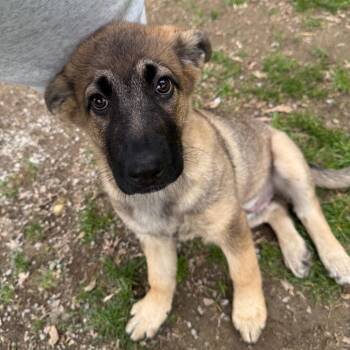 German Shepherd Dog Dogs Available for Adoption in Kittanning, Pennsylvania - Pattys Shep (black) | PetCurious