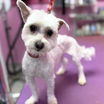 Finn-Courtesy Posting for PRCT -  Maltese Dog for Adoption in Somerville, Massachusetts - Finn-Courtesy Posting For PRCT | PetCurious