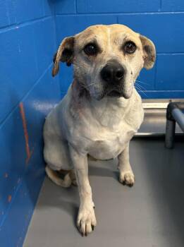 Pit Bull Terrier Dogs Available for Adoption in Maryville, Missouri - Charles | PetCurious
