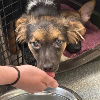 Guac -  Chihuahua and Dachshund Dog for Adoption in Durango, Colorado - Guac | PetCurious