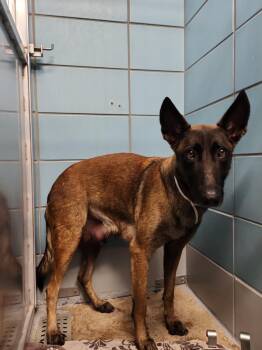 Belgian Shepherd Malinois and Mixed Breed Dogs Available for Adoption - A2057836 | PetCurious