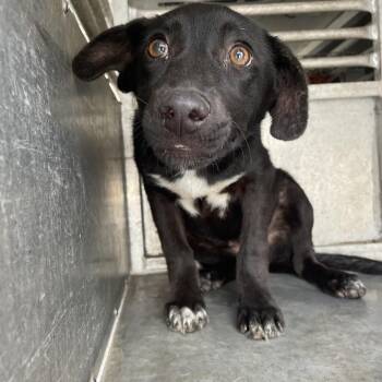 Shepherd Dogs Available for Adoption - Betty | PetCurious