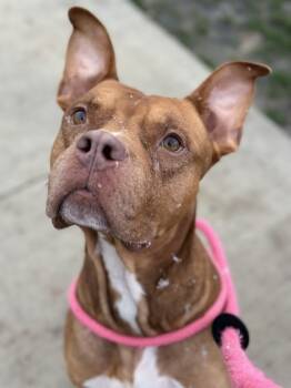 Rescue Pit Bull Terrier and Mixed Breed Dogs for Adoption in Twinsburg, Ohio - Pico De Gallo | PetCurious