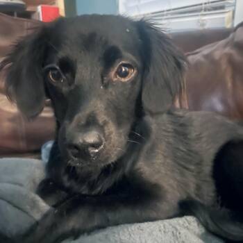 Larmor -  Spaniel and Mixed Breed Dog for Adoption in Wake Forest, North Carolina - Larmor | PetCurious