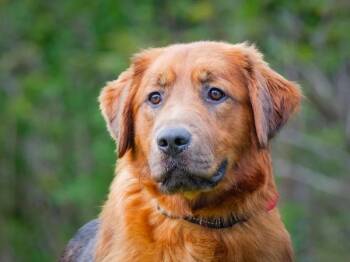 Bok Choy -  Golden Retriever Dog Available for Adoption in Pointe-fortune, Quebec - Bok Choy | PetCurious