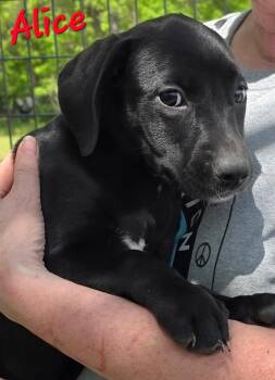 Labrador Retriever and Border Collie Dogs Available for Adoption in Watertown, Connecticut - Alice  | PetCurious