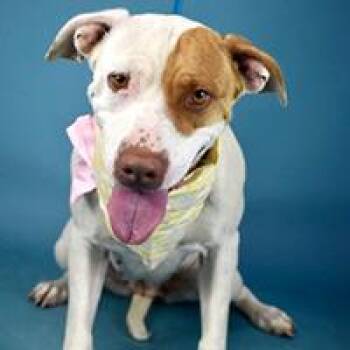 Becky - URGENT -  Pit Bull Terrier Dog for Adoption in Thousand Oaks, California - Becky - URGENT | PetCurious