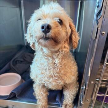 Sugar -  Poodle Dog for Adoption in Matteson, Illinois - Sugar | PetCurious