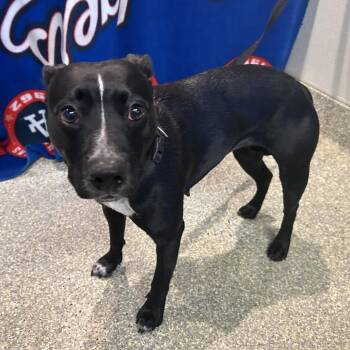 Sariya* -  Pit Bull Terrier and Cattle Dog Dog for Adoption in San Gabriel, California - Sariya* | PetCurious