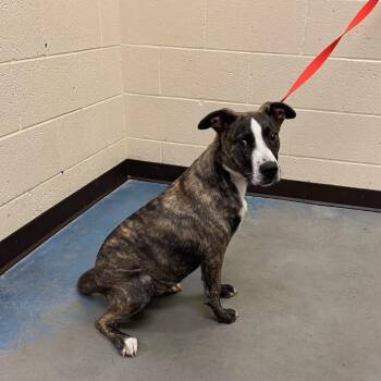 SAPPHIRE -  Mixed Breed Dog for Adoption in Memphis, Tennessee - SAPPHIRE | PetCurious