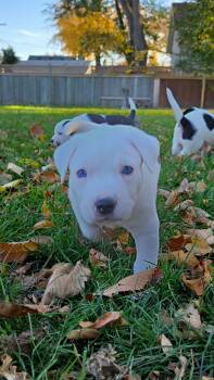 Asher -  Mixed Breed Dog for Adoption in Grand Forks, North Dakota - Asher | PetCurious