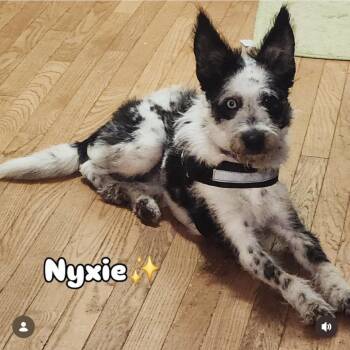 Nyxie -  Mixed Breed Dog for Adoption in Summerfield, North Carolina - Nyxie | PetCurious